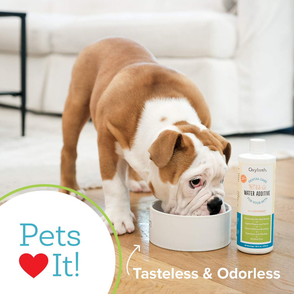 Oxyfresh produit dentaire pour animaux – fabriqué aux États-Unis avec des ingrédients de qualité