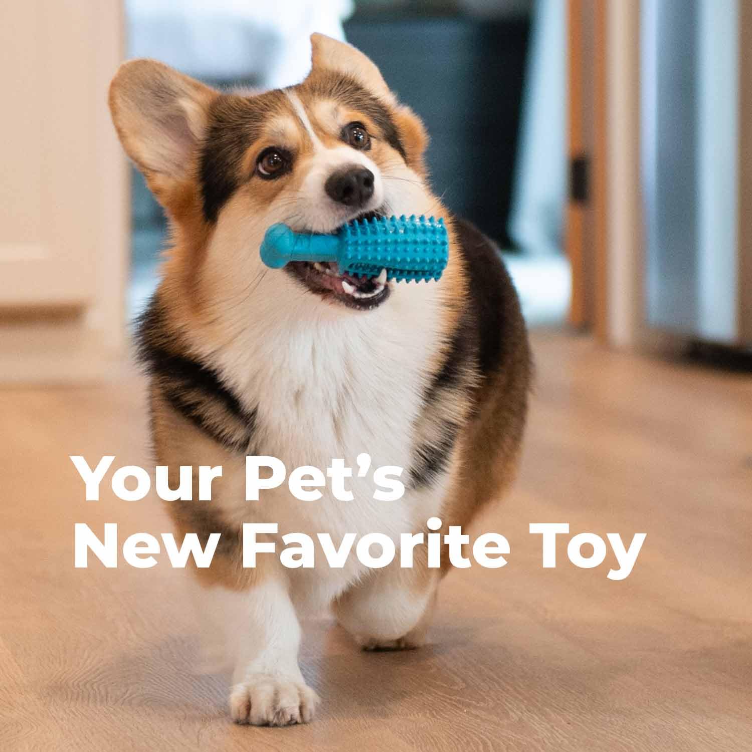 Oxyfresh jouet dent chi en, texture douce idéal pour chiens sensibles