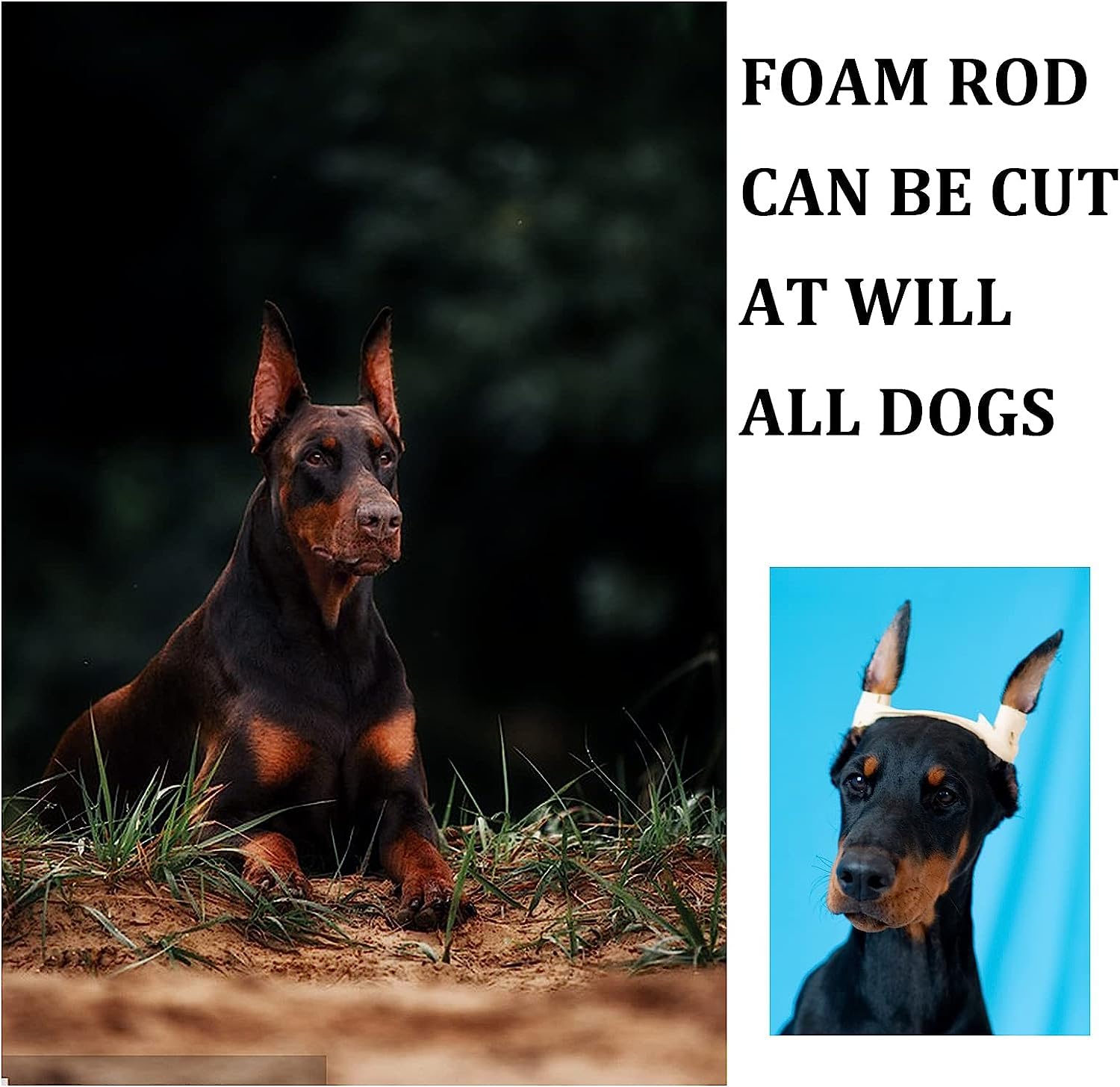 Pacify résultats possibles: oreilles plus droites et posture naturelle chez les Dobermans.