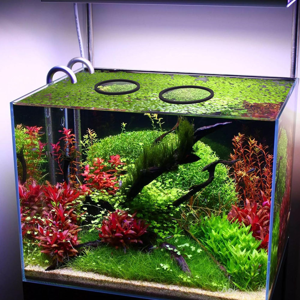 PAGOW Accessoires d’aquarium, anneaux flottants faciles à positionner et à nettoyer.