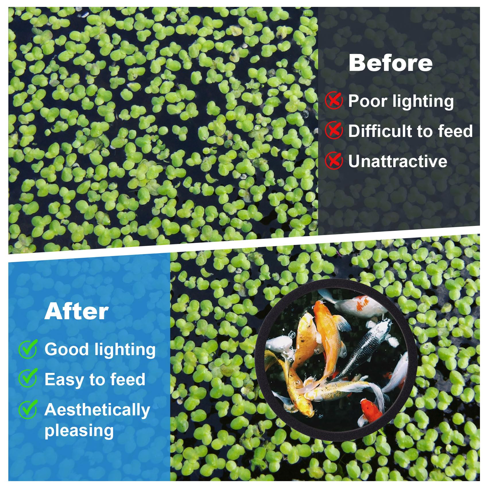 PAGOW Anneaux d’alimentation, cinq tailles, s’adaptent à votre aquarium.