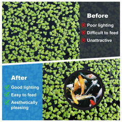 PAGOW Anneaux d’alimentation, cinq tailles, s’adaptent à votre aquarium.