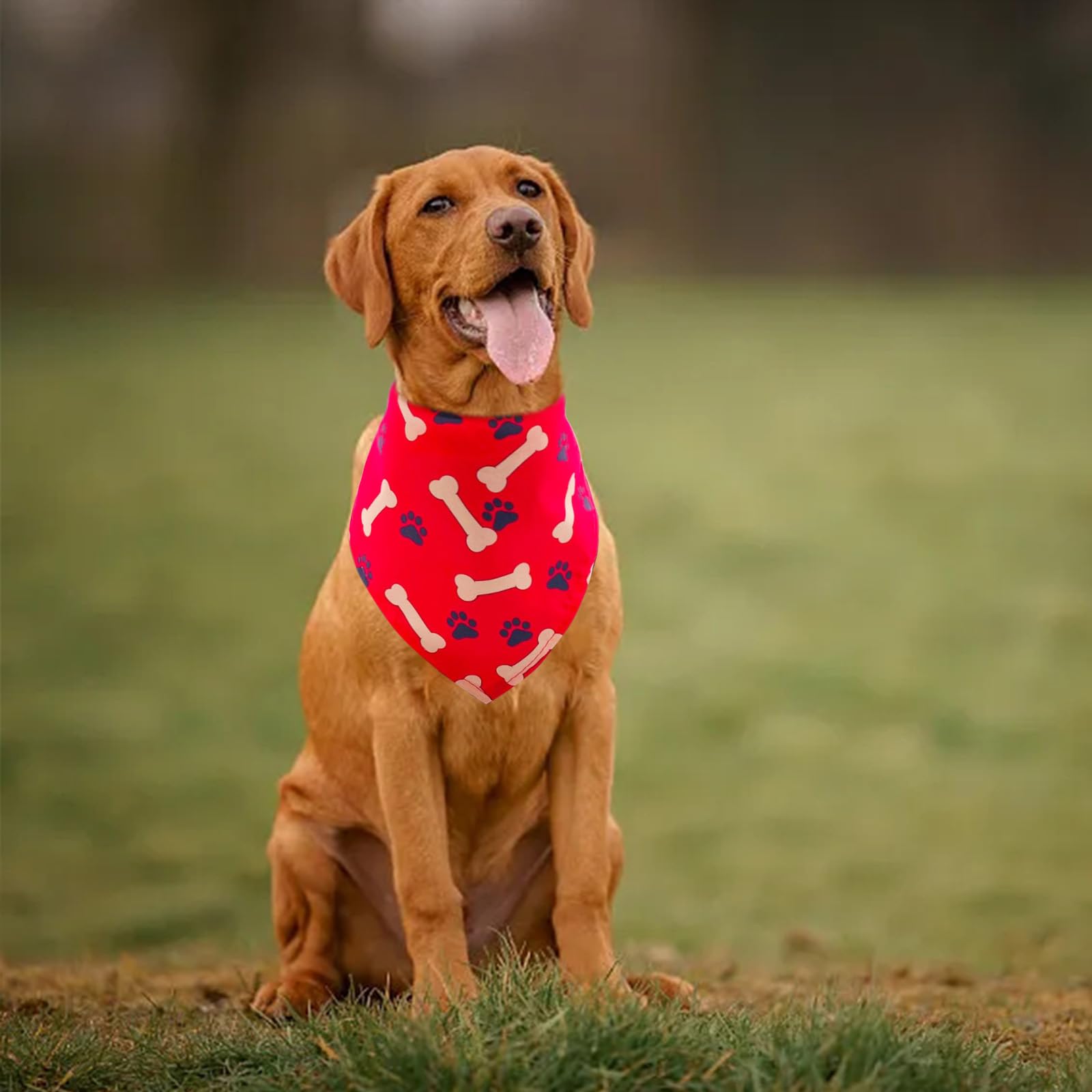 Bandana Pai Sence en lot, accessoire festif idéal pour votre chien.