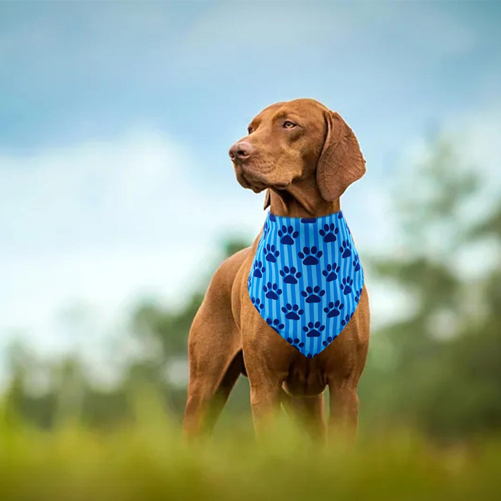 Bandana patte Pai Sence, pratique pour photos et jeux quotidiens.