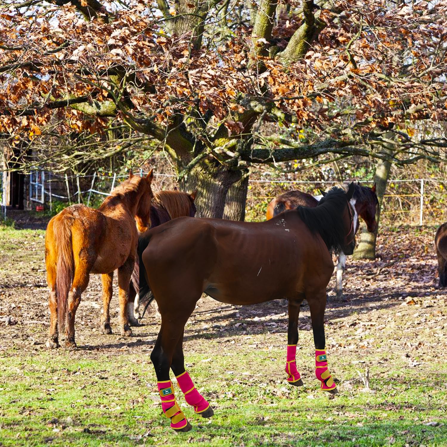 Paloura ensemble de 4 bottes rose - protection tout au long de l'été.