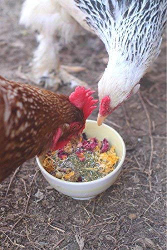Pampered Chicken Mama – herbes séchées pour coop, arômes attractifs.