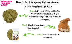 Pampered Chicken Mama immunité - algue brune pour oiseaux.