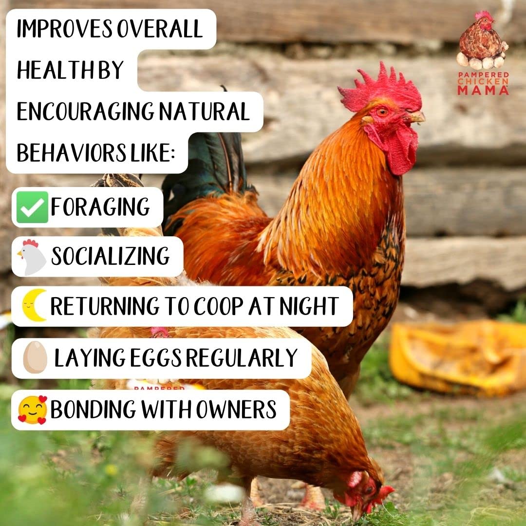 Pampered Chicken Mama nutrition globale - poulets en meilleure forme.