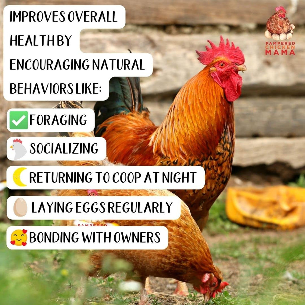Pampered Chicken Mama nutrition globale - poulets en meilleure forme.