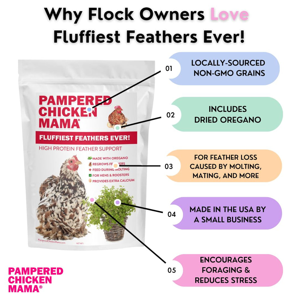 Pampered Chicken Mama plumes brillantes chez les poules grâce au mélange nutritif.