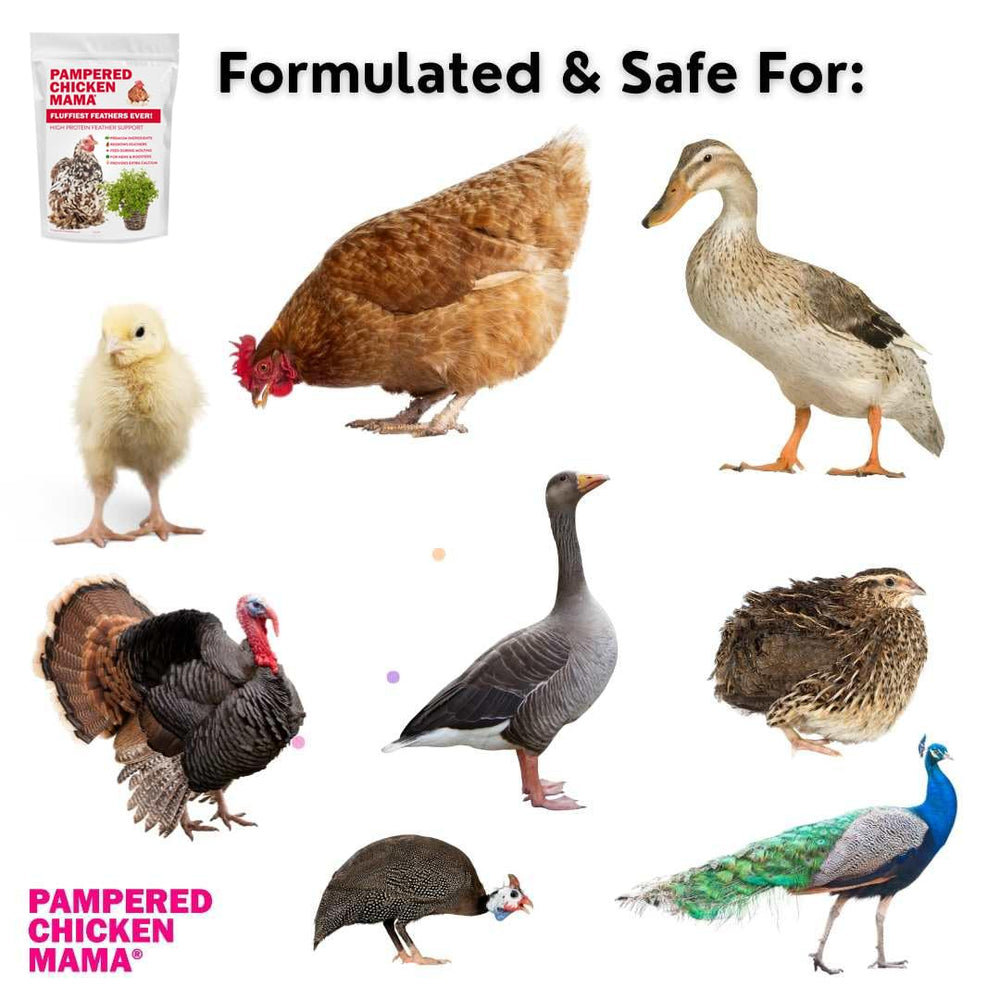 Pampered Chicken Mama-poules-plumes-sante: plumage et bien‑être des poules