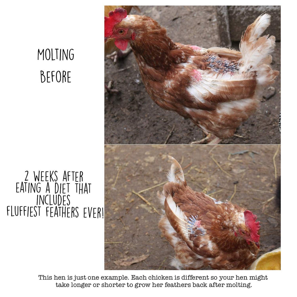 Pampered Chicken Mama-protéines élevées: grains appétissants soutenant plumage sain