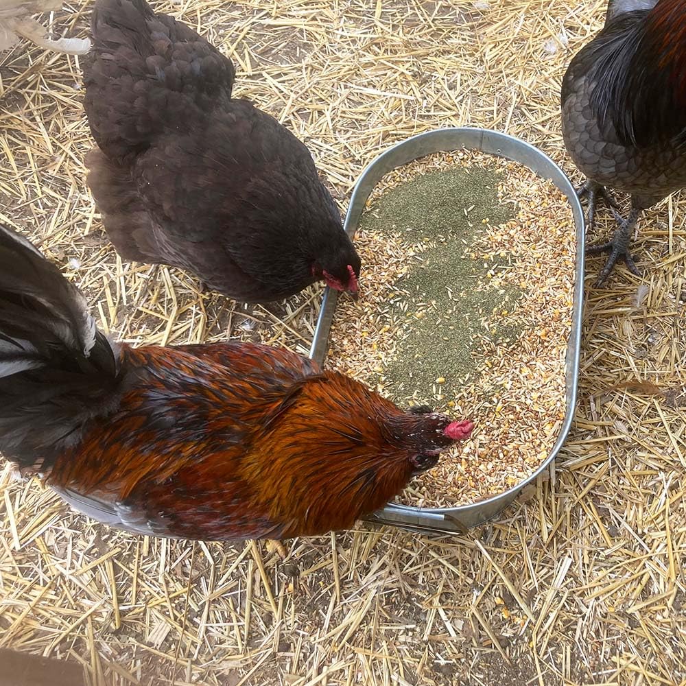 Pampered Chicken Mama sante-plumes - algue brune pour plumes solides.