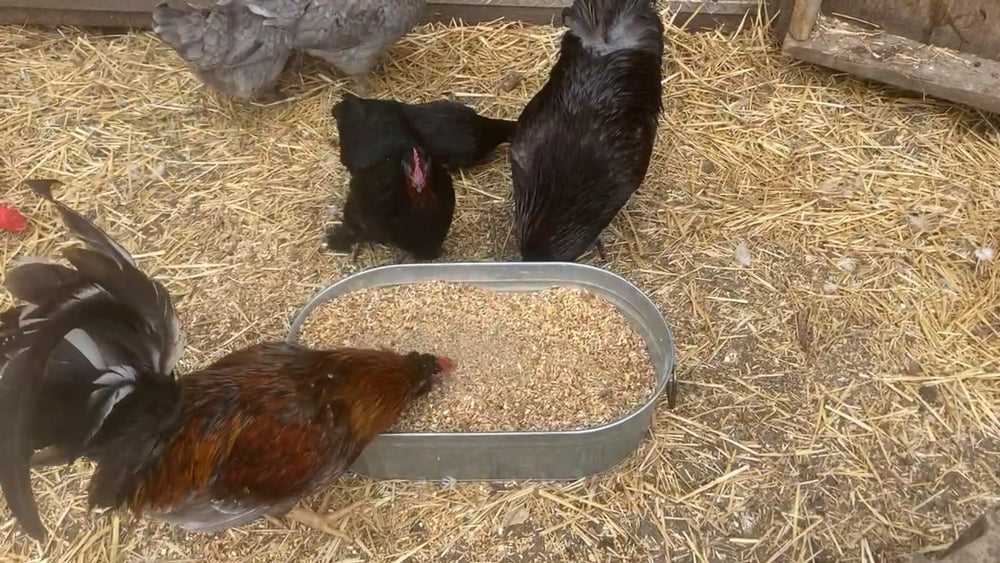 Pampered Chicken Mama Vitamines pour poulets — cuillère-mesure pour dosage précis.