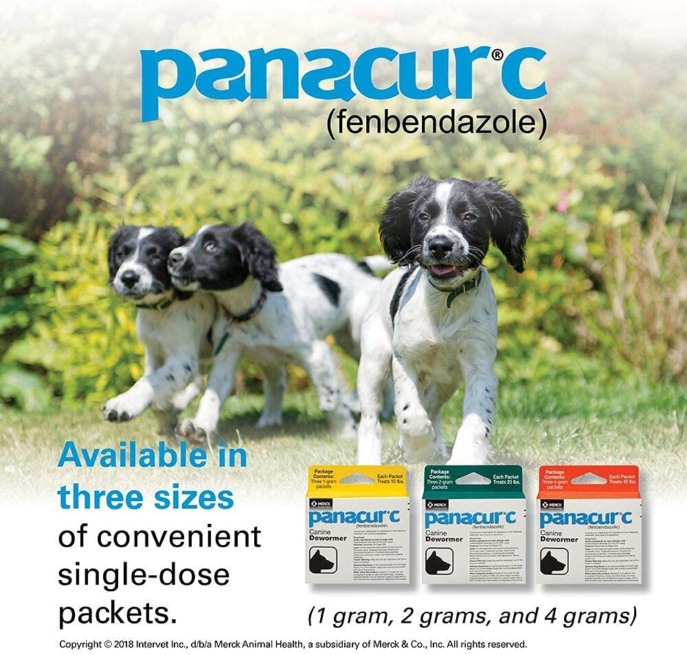 Usage simple de Panacur C dans le quotidien canin