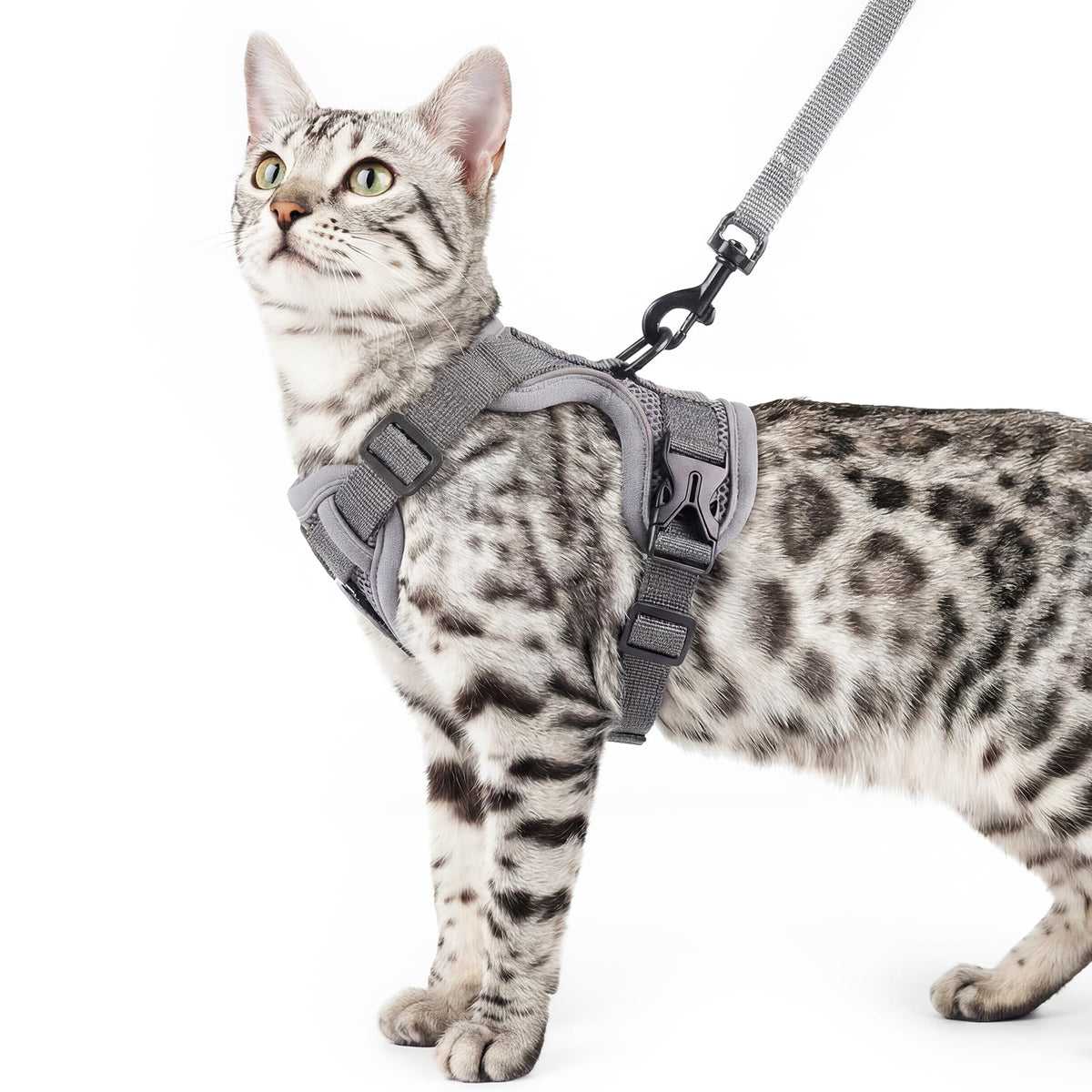 Pangdi Harnais Chat Tactique XL: sécurité et confort lors des balades.