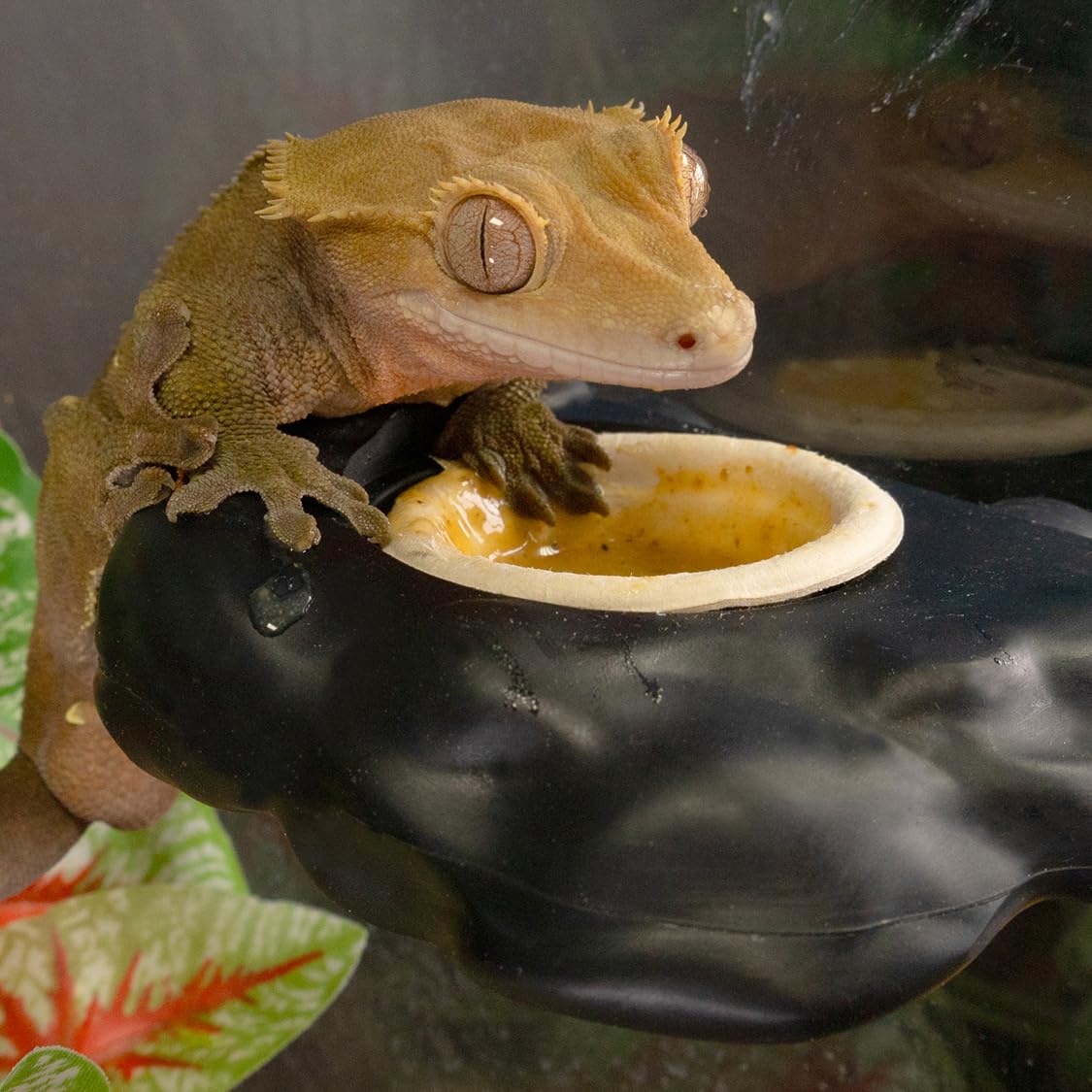 Gobelets jetables Pangea Gecko, solution pratique et propre.