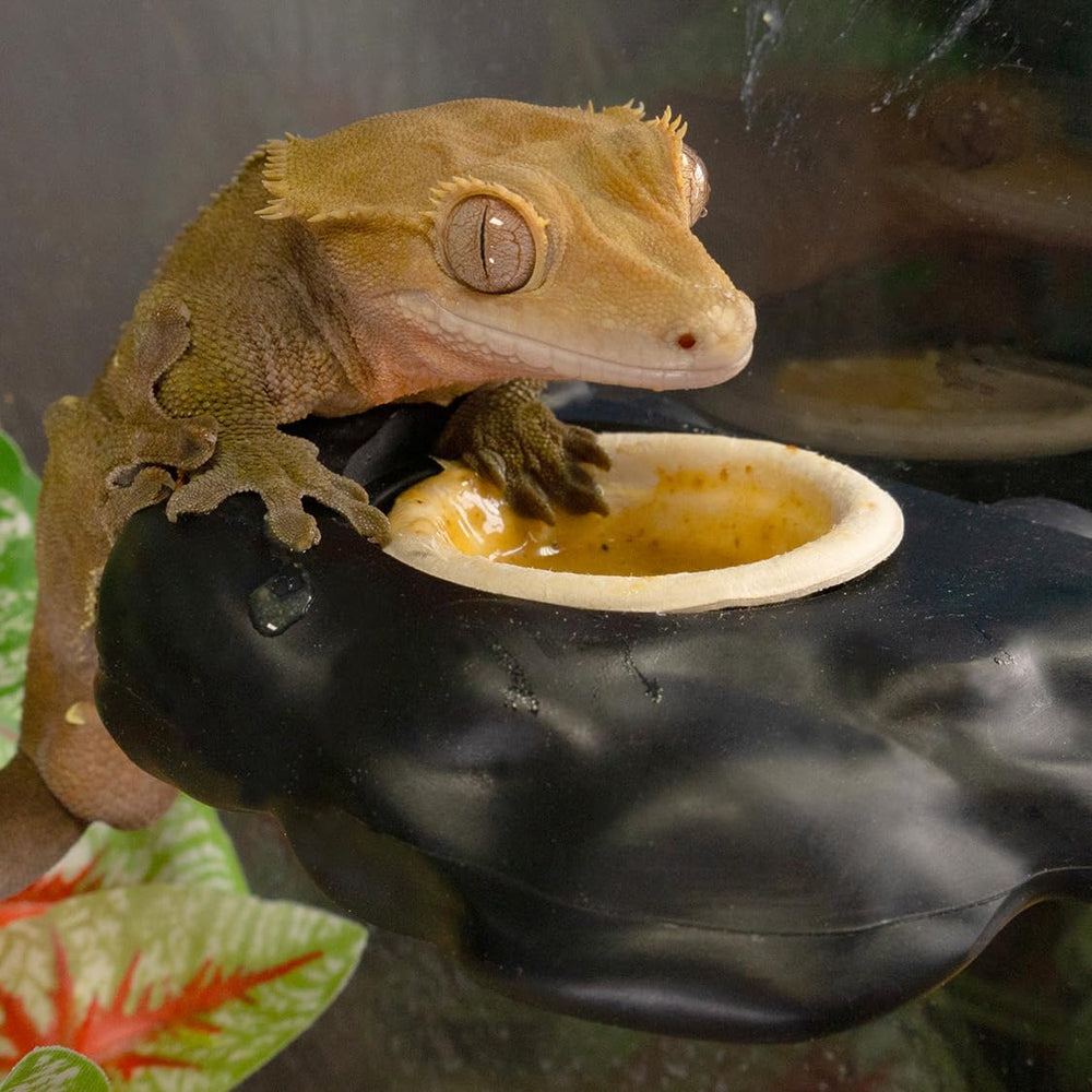 Gobelets jetables Pangea Gecko, solution pratique et propre.