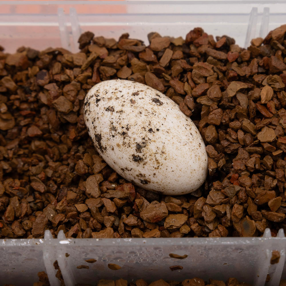 Pangea Hatch Substrat emballage soigné et stockage pratique