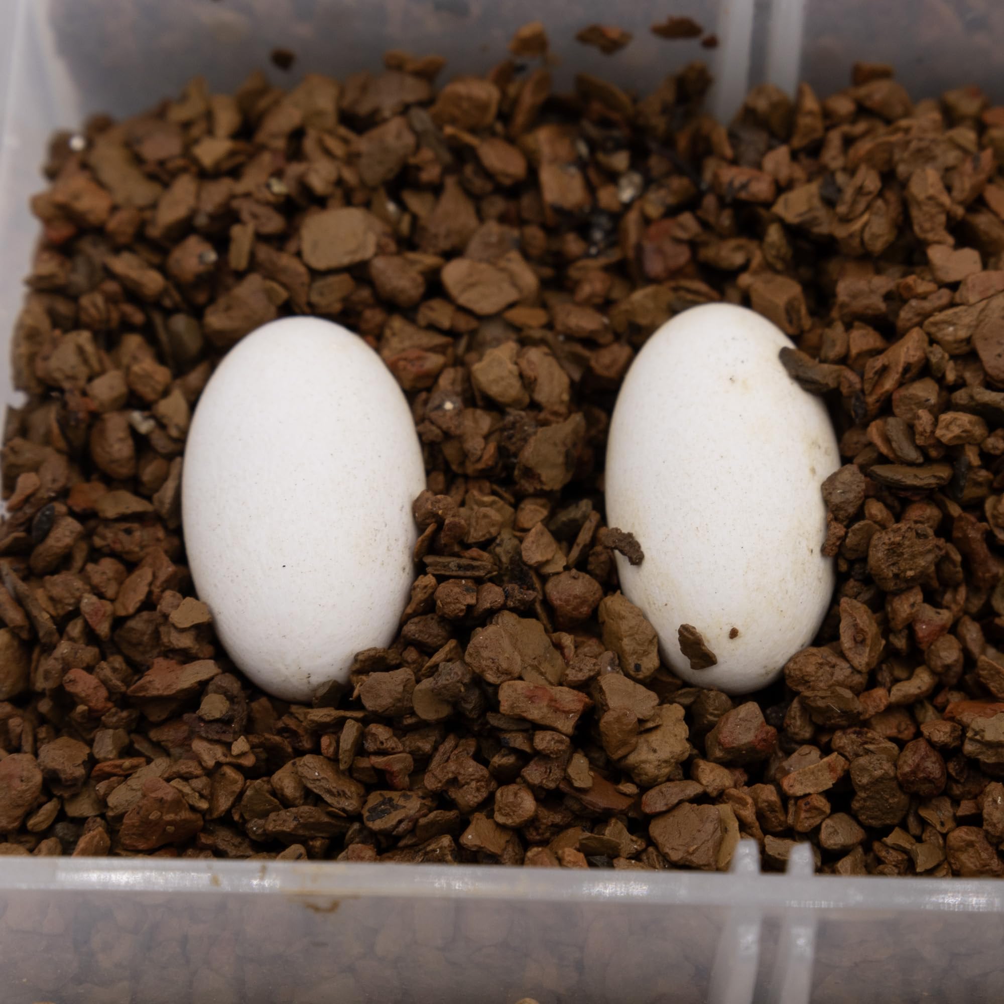Pangea Hatch Substrat utilisation facile dans un incubateur domestique
