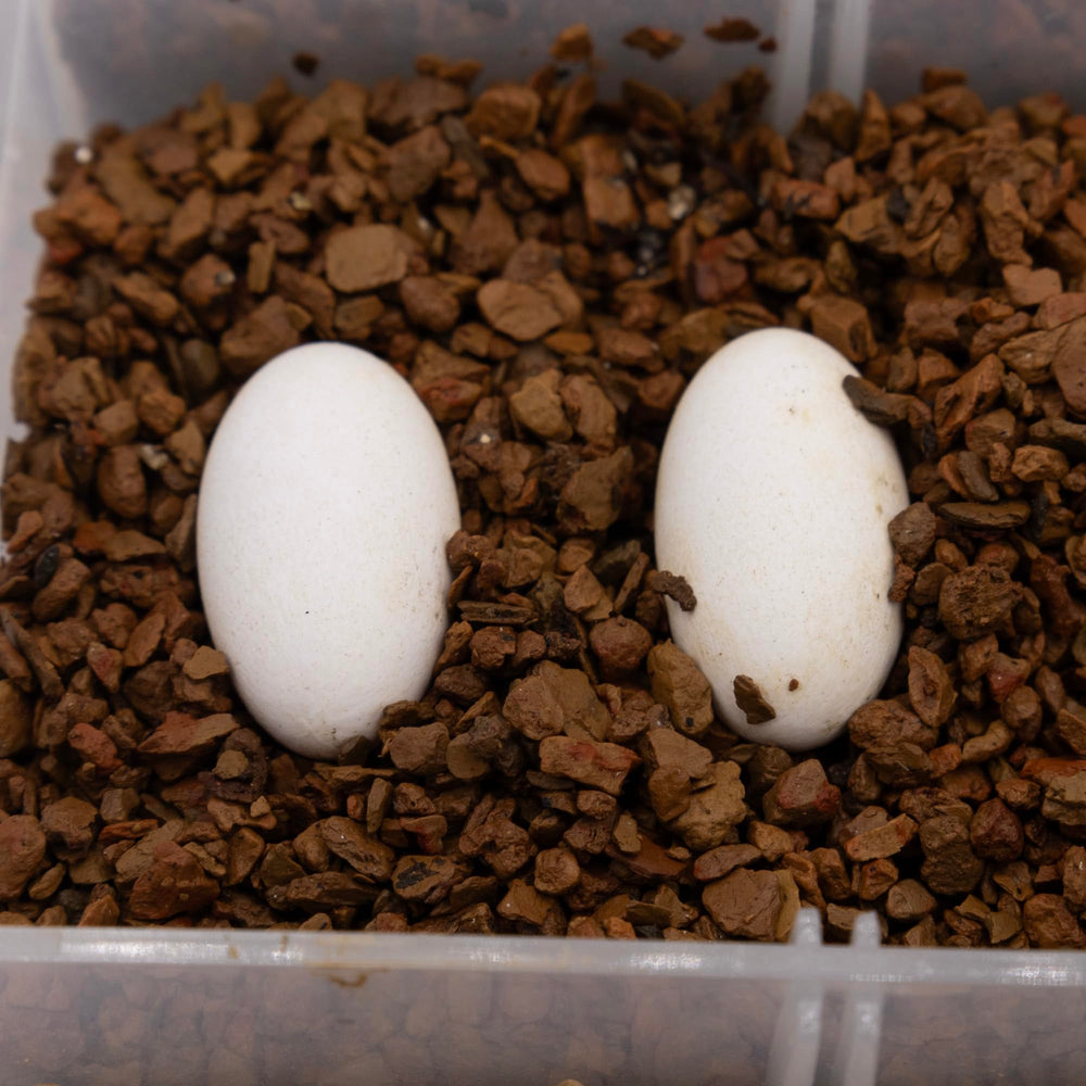 Pangea Hatch Substrat utilisation facile dans un incubateur domestique