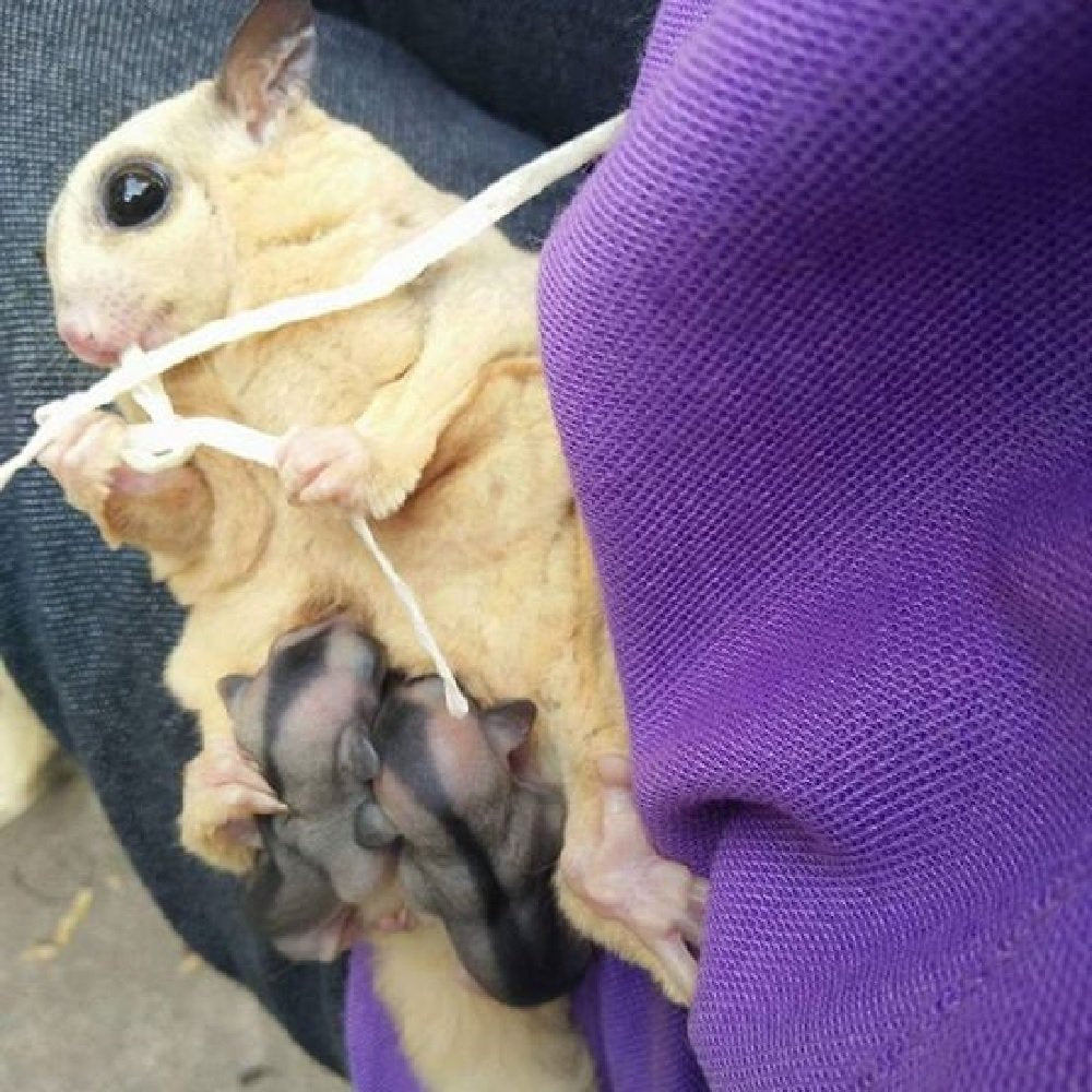 Paradise Pet conservation-conseils-snack-poisson : conserver au sec et à l’abri de la chaleur.