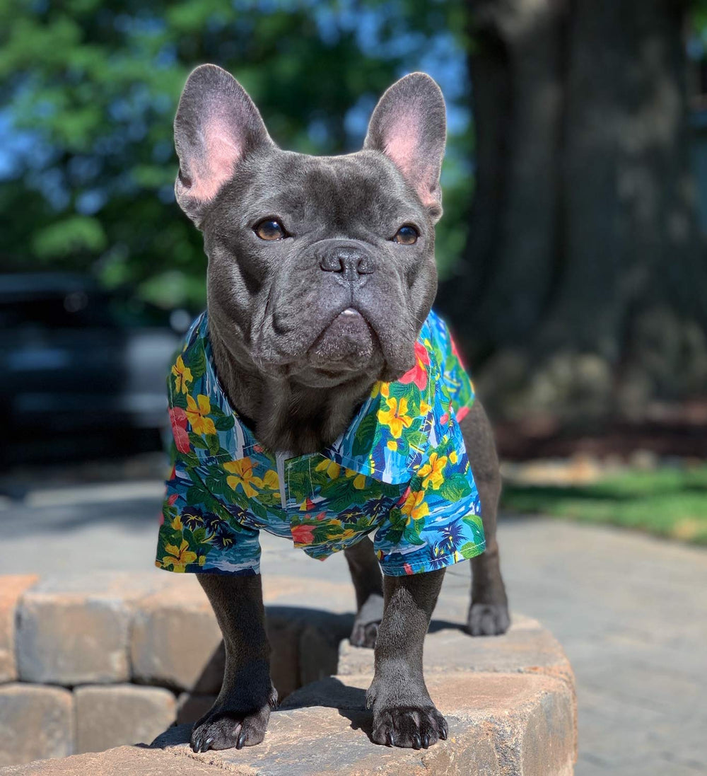 Chemise Parisian Pet chien tailles XS à 2XL — adaptée à une large variété de races.
