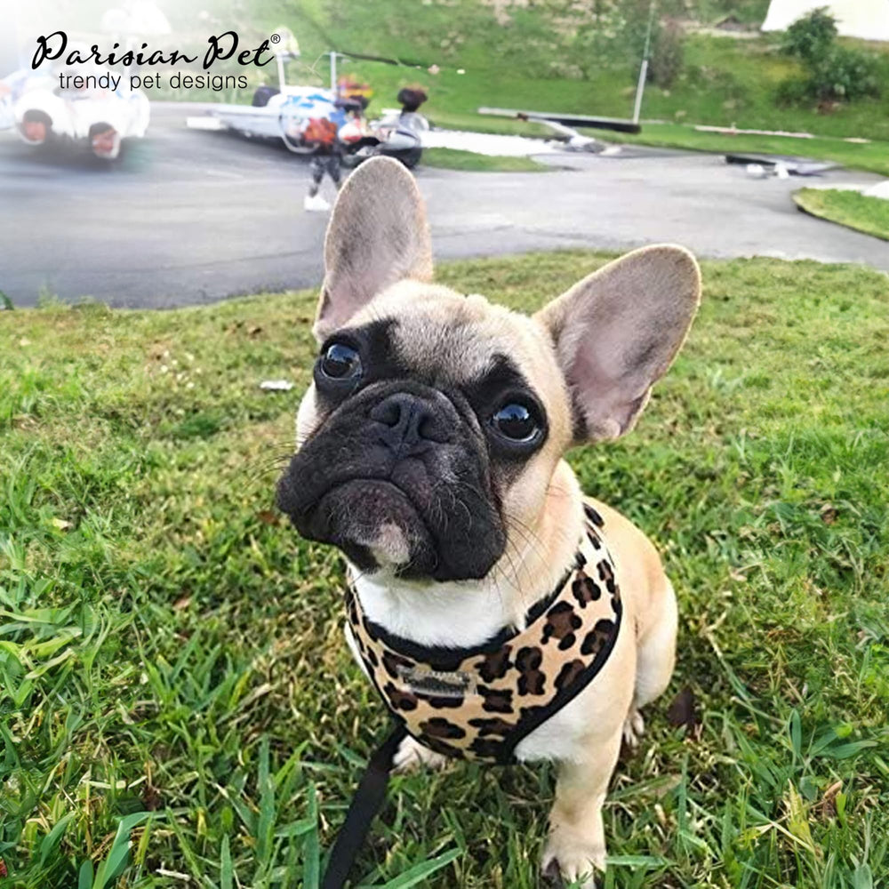 Fermeture rapide sur harnais Parisian Pet pour enfiler facilement.