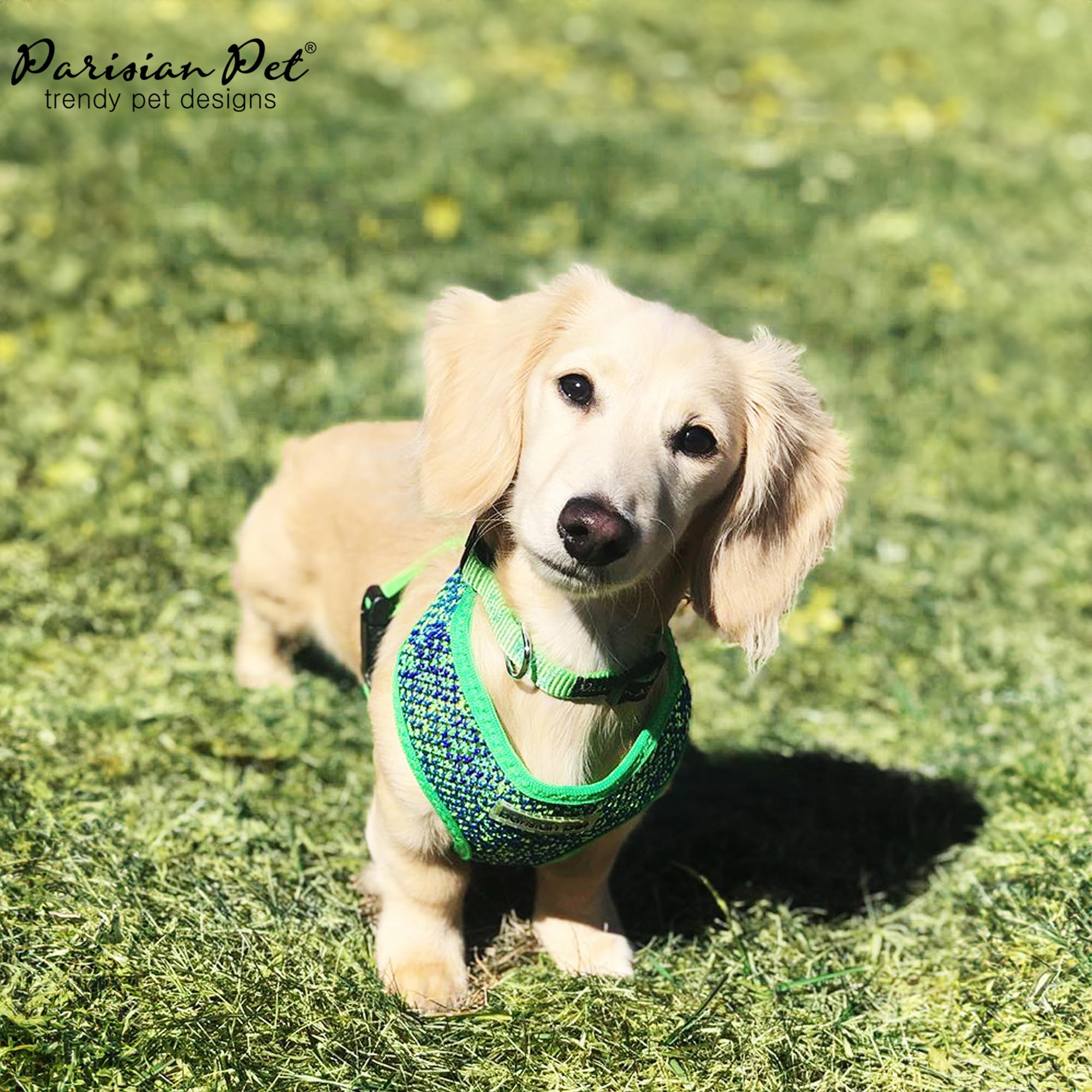 Couleurs vives et design moderne Parisian Pet bleu-vert pour style quotidien.