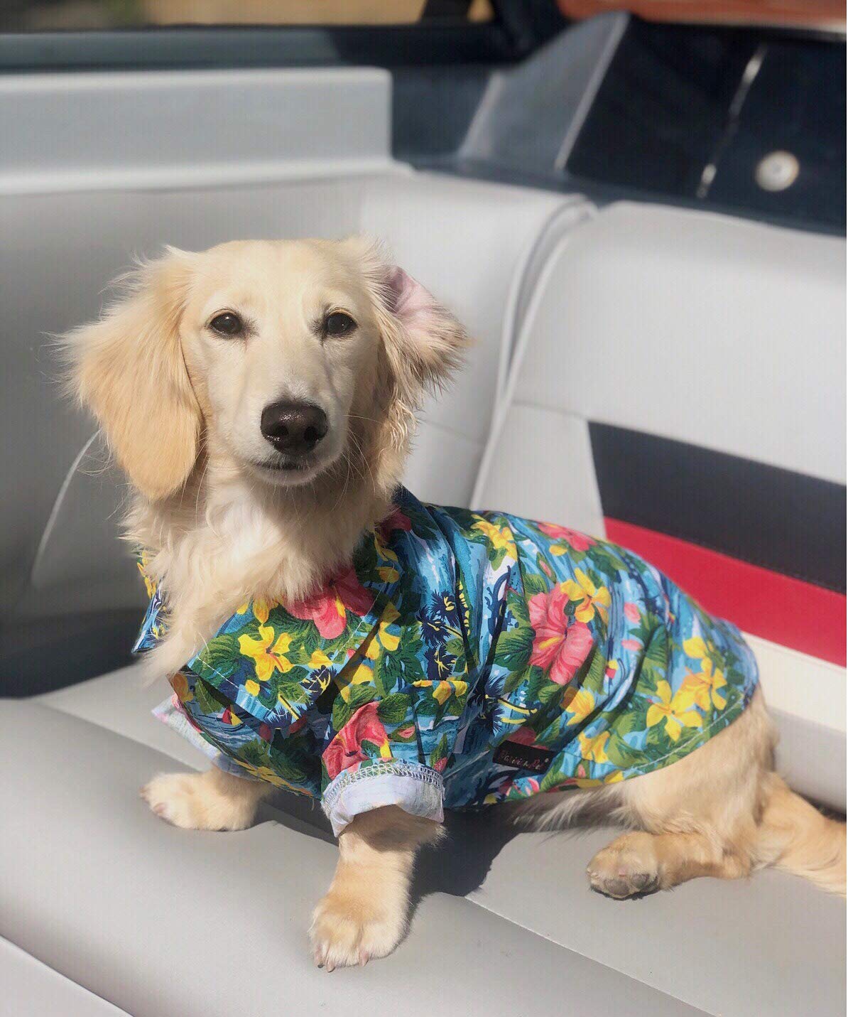 Parisian Pet look estival plage, idéal pour vacances et photos