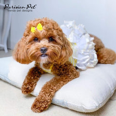 Robe Parisian Pet ballerine pour chien, plage et photos, jaune lumineux.