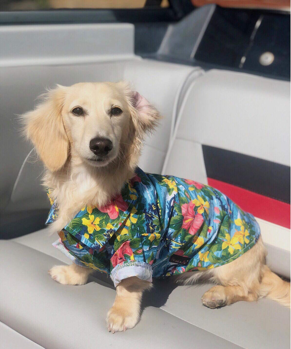 Robe Parisian Pet chien mode été — idéale pour plage, vacances et moments photo.