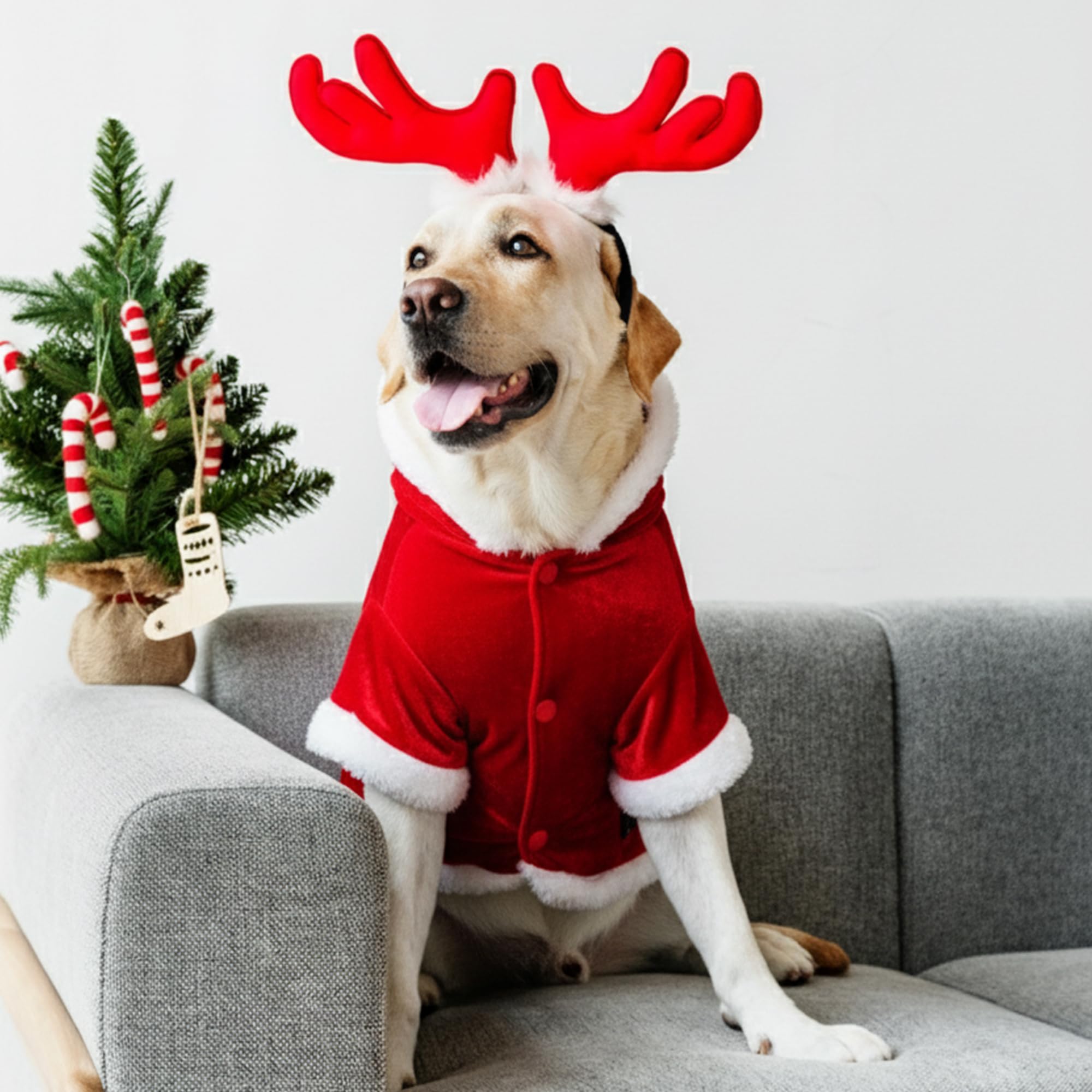 Parisian Pet Sweat capuche Noël aperçu dos, look festif et durable.