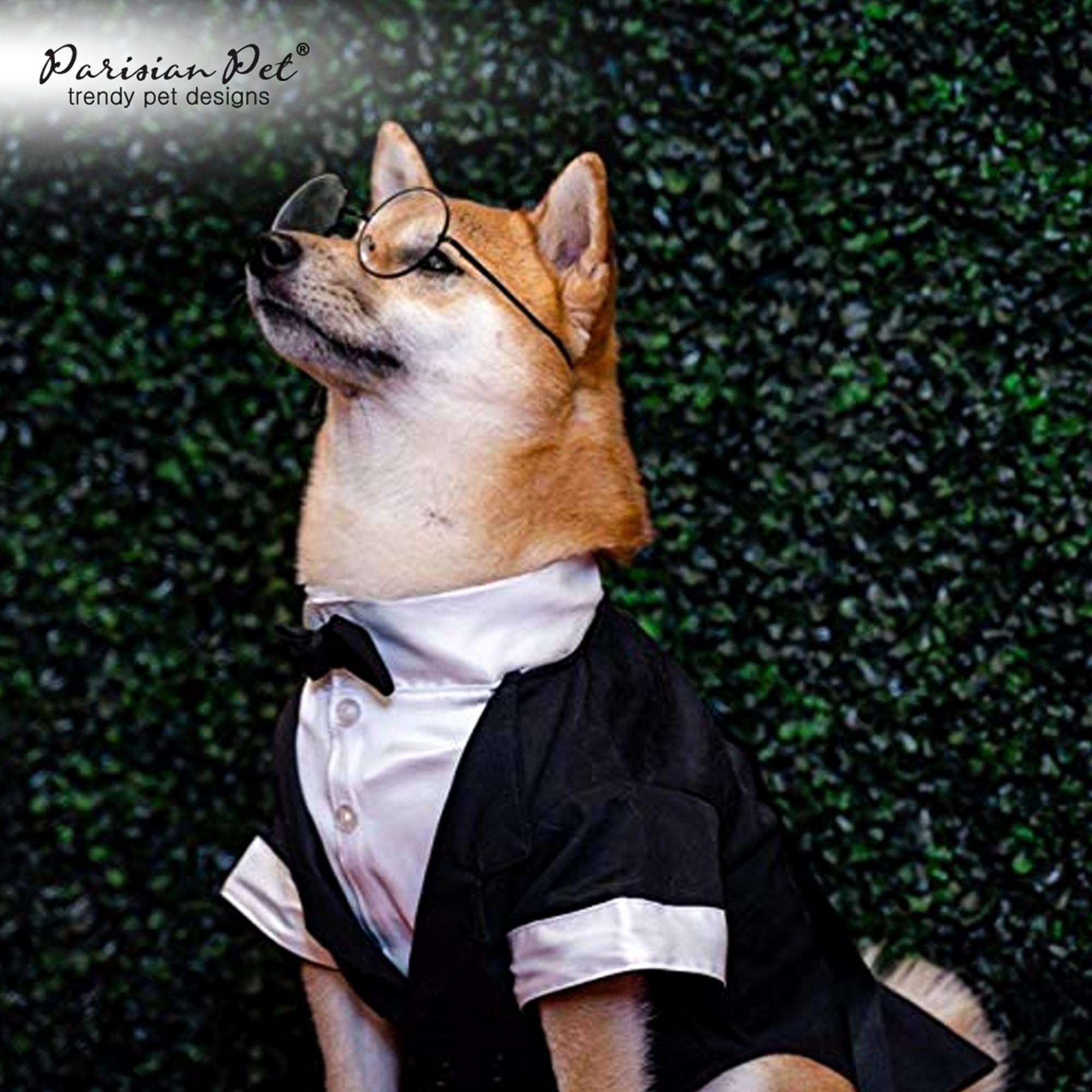 Tailles S à XL Parisian Pet, robe légère et respirante pour chiens actifs.
