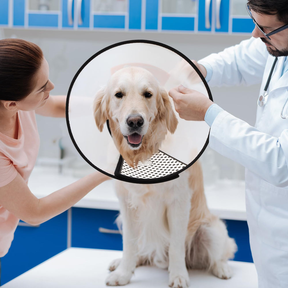 Paterr cône doux pour chien, applications à domicile et en clinique vétérinaire.