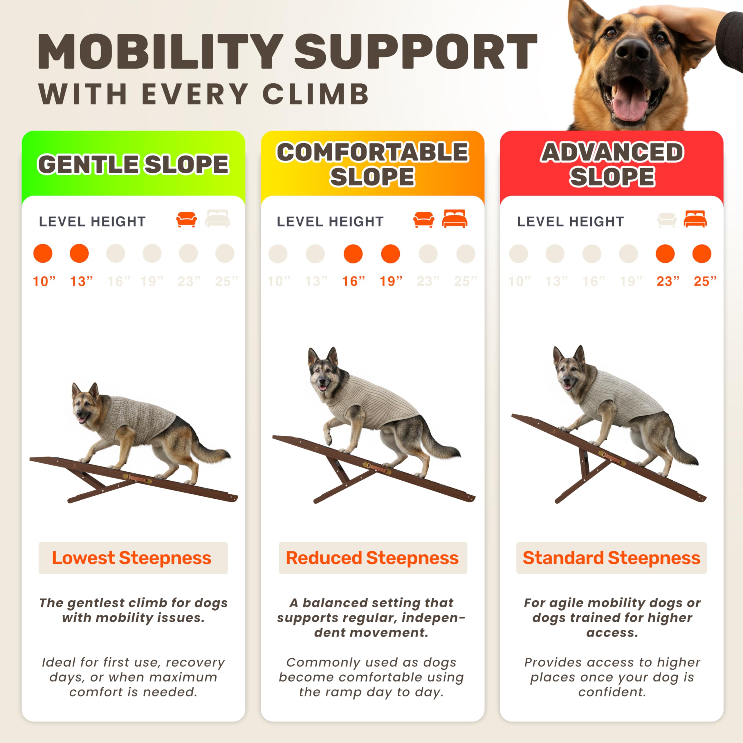 PATHOSIO PETS LITE rampe pour chien, vue arrière, design élégant en noyer.