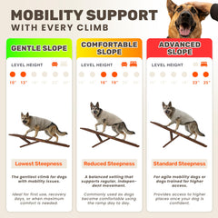 PATHOSIO PETS LITE rampe pour chien, vue arrière, design élégant en noyer.
