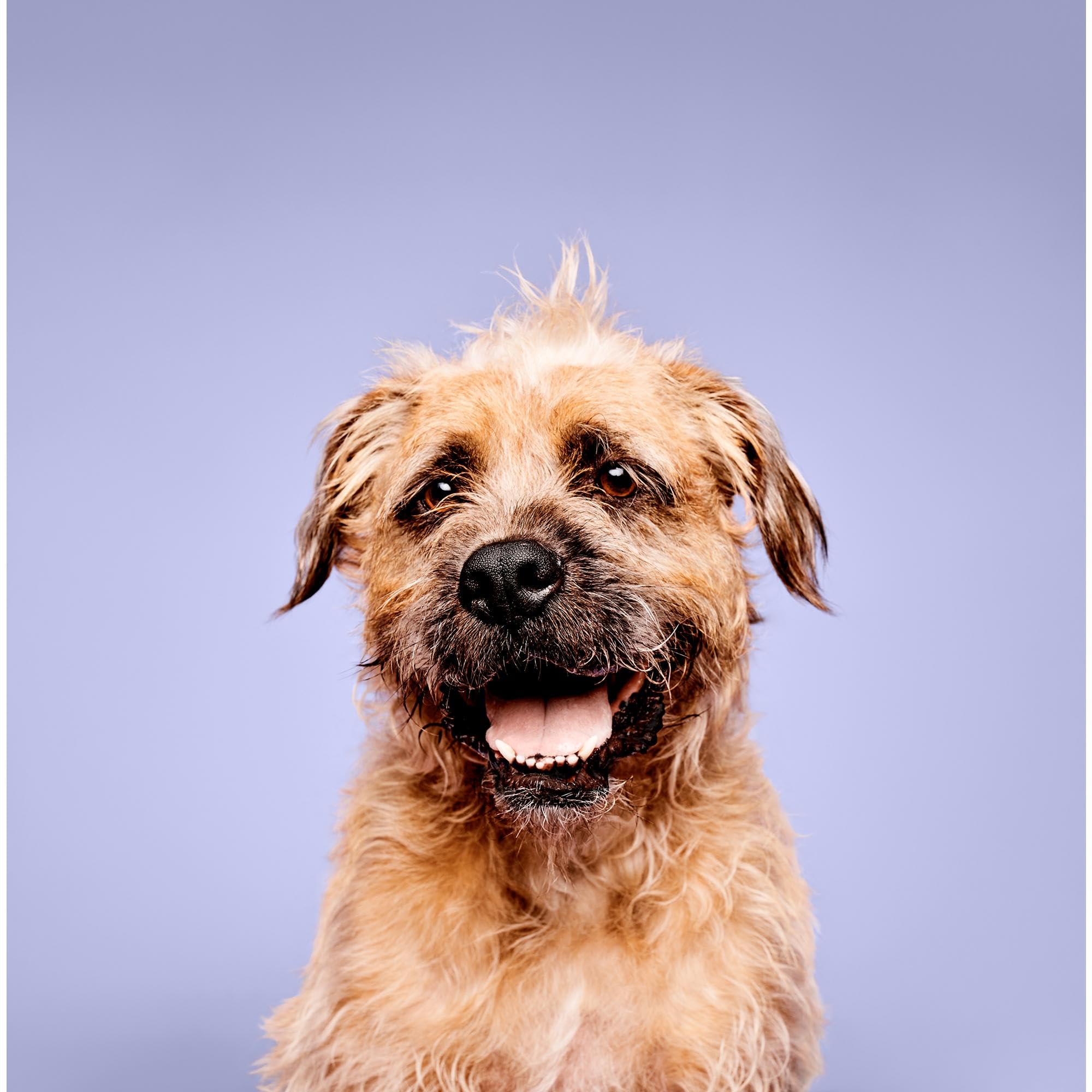 Paul Mitchell Pet brumisateur hydratant pour le poil, lavande et menthe.