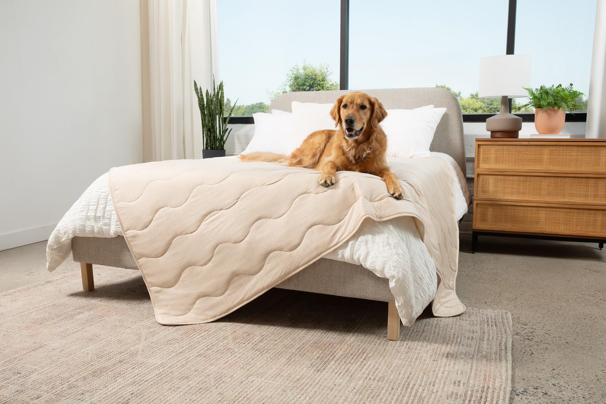 PAW BRANDS PupChill dimensions 60x50 pouces pour lits standard