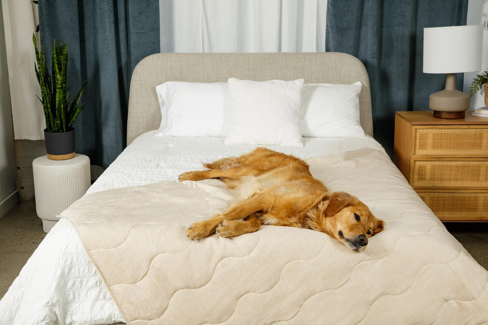 PAW BRANDS PupChill sensation fraîcheur immédiate au toucher