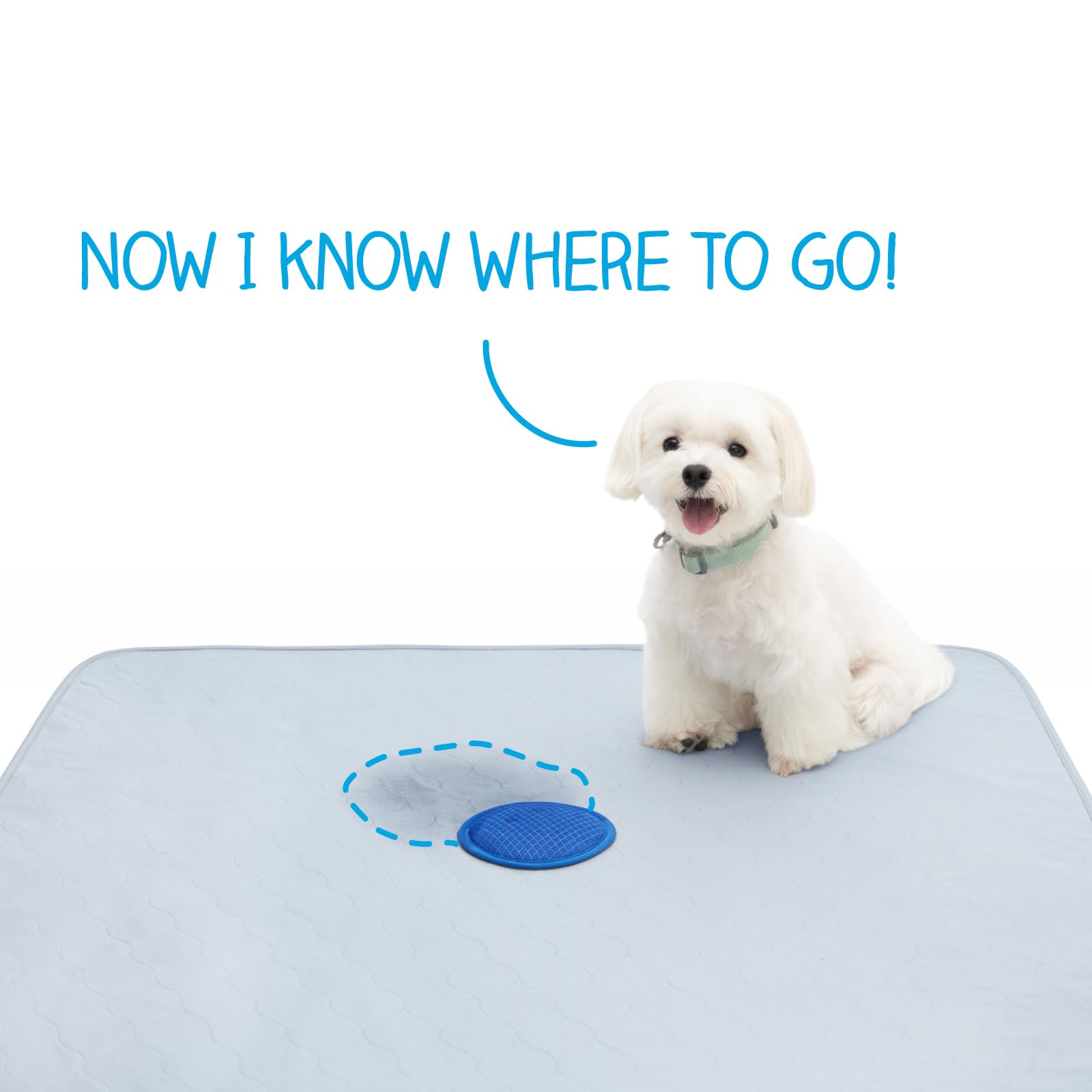 Paw Inspired Speed Spot, taille 36x36 pouces, convient à toutes les races et tailles.