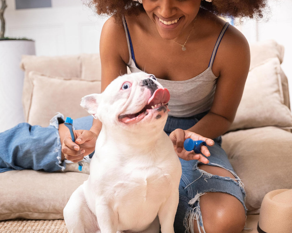 Paw Ready offre une expérience de brossage sans morsures et sans résistance.