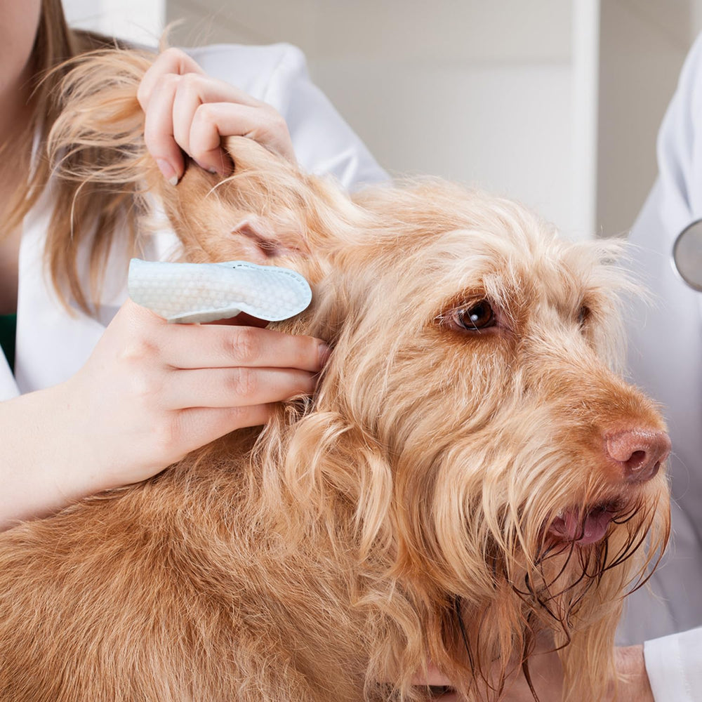Paw Science soin oreille: support doux et pratique.