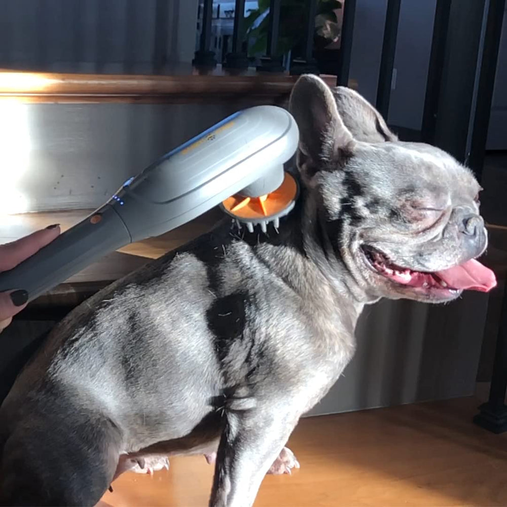 PAW WAVE PERK apporte du réconfort après le jeu et la marche.