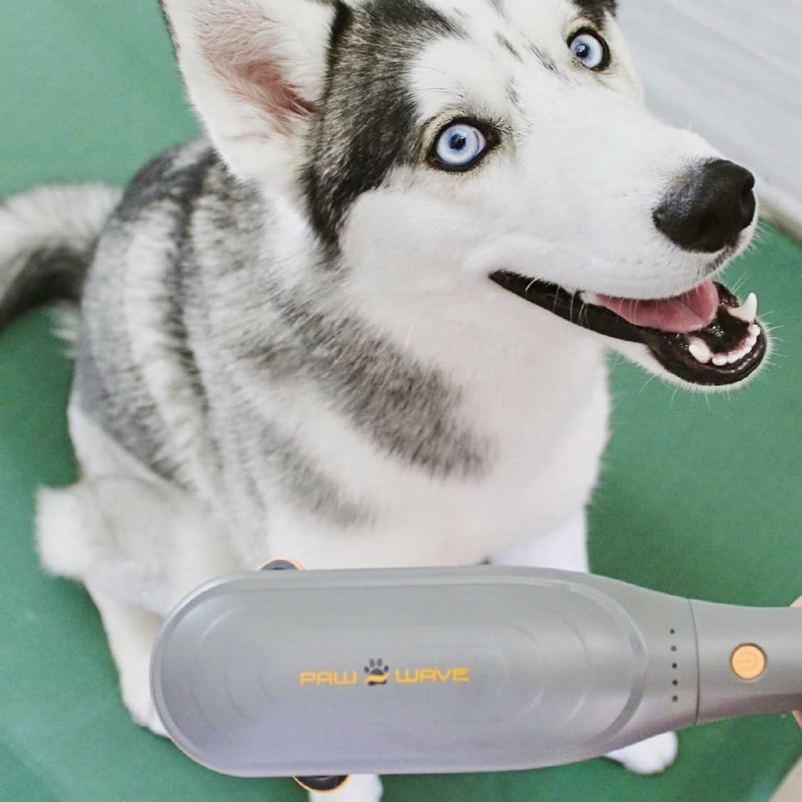 PAW WAVE PERK aide à prévenir les blessures lors des sessions d’agilité.