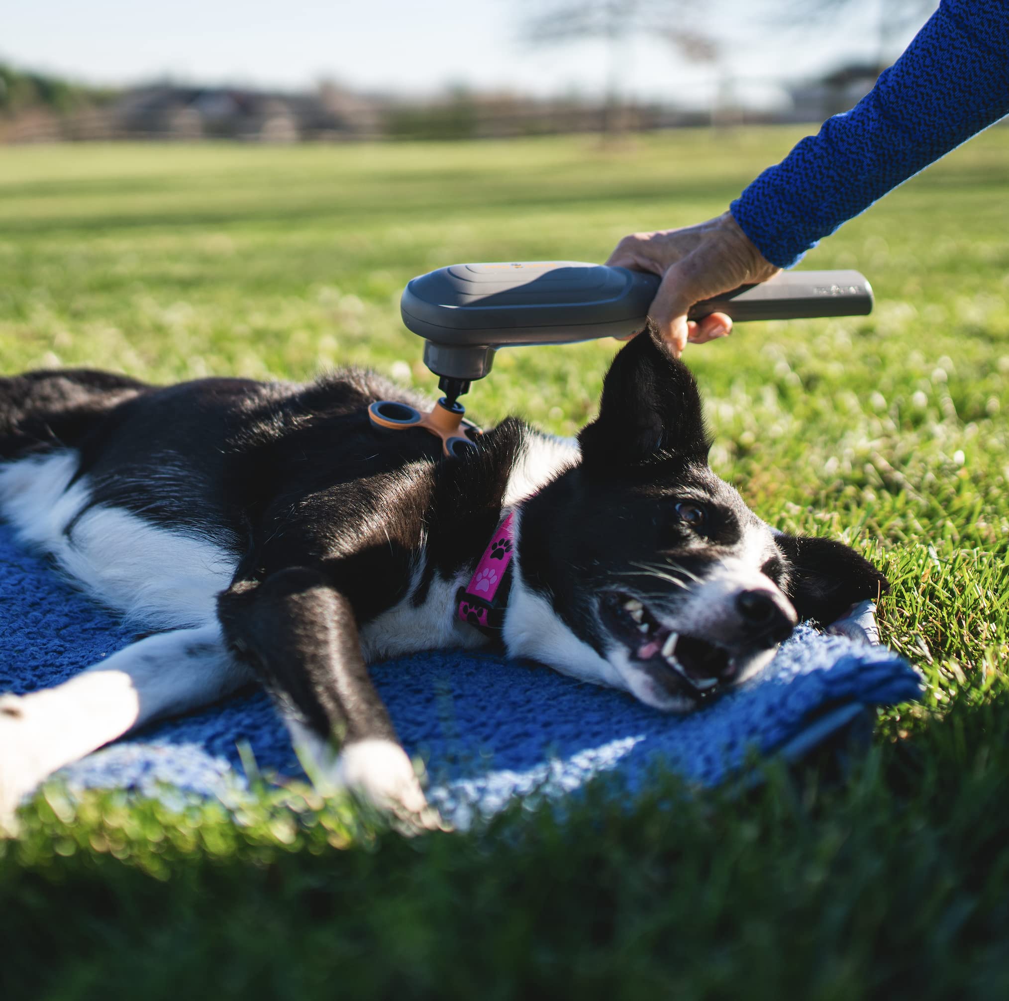 PAW WAVE PERK utilisation domestique pratique et sûre pour chiens et chats.