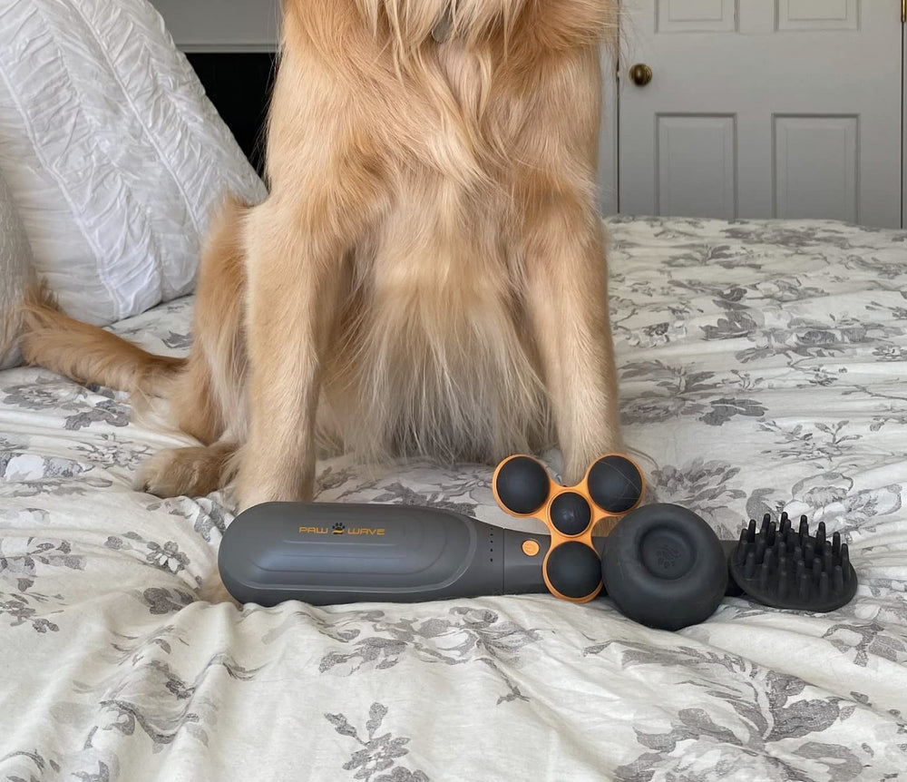 PAW WAVE PERK accompagné par votre vétérinaire lors des séances à domicile.