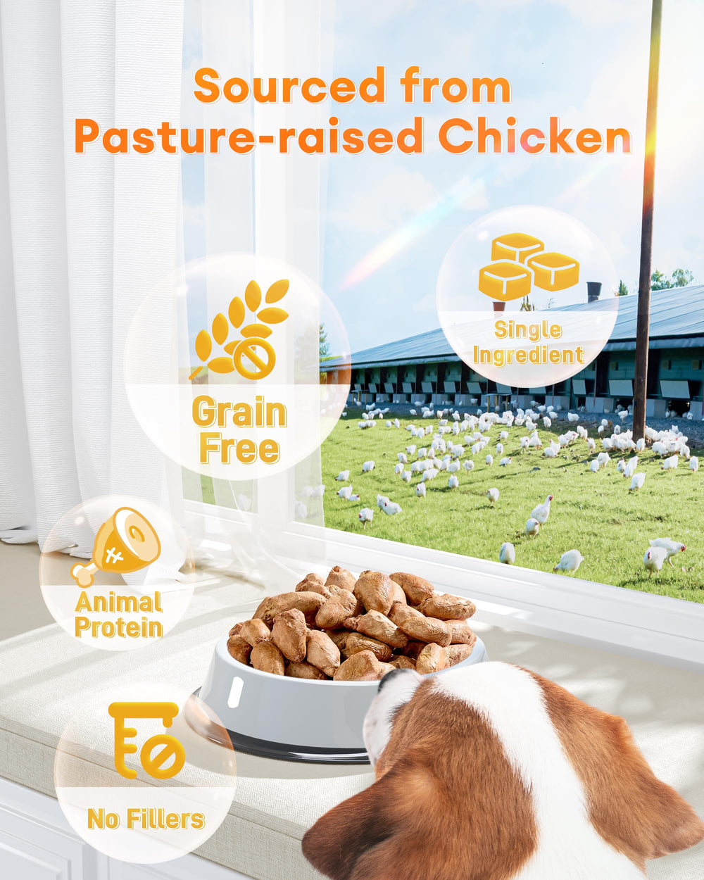 Pawaura Coeurs de Poulet Lyophilisés protéines riches et nutritionnelles