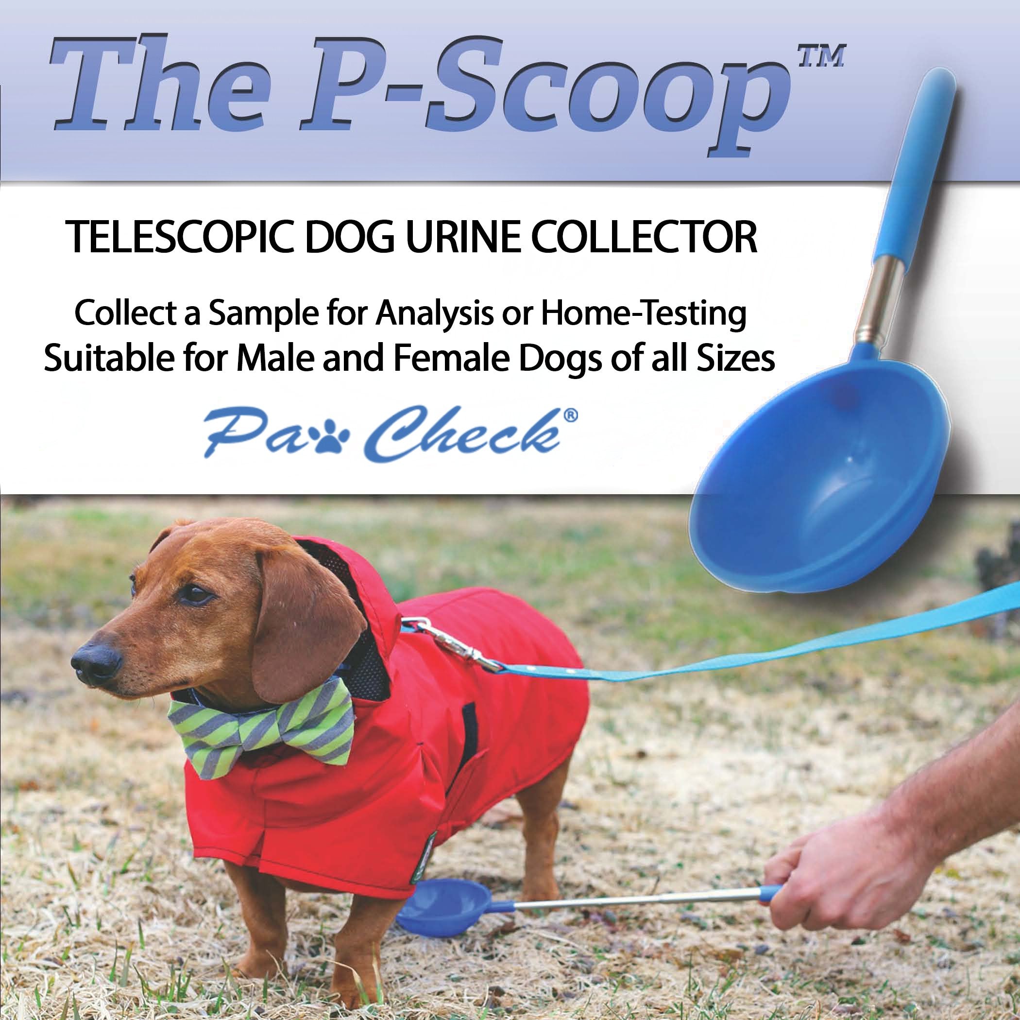 PawCheck P-Scoop utilisé pour collecte d’urine chez un chien.