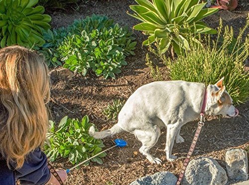 Utilisation à domicile avec PawCheck P-Scoop pour échantillonnage pratique.